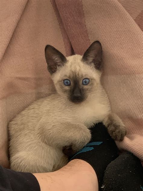 Siamese Katten Scheel