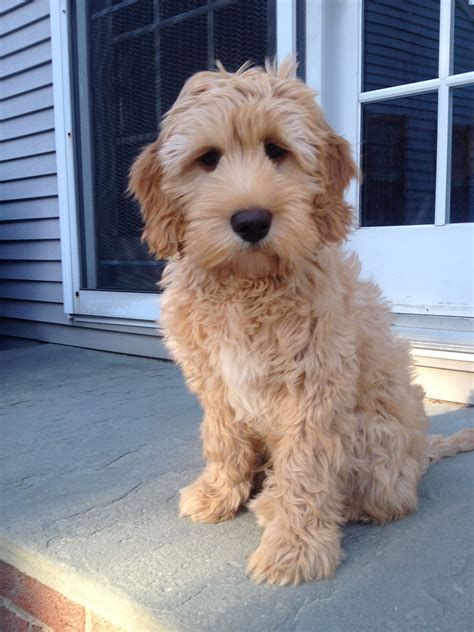 Labradoodle Dog Health Issues - Family Health