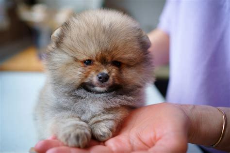 Cutest Baby Puppies