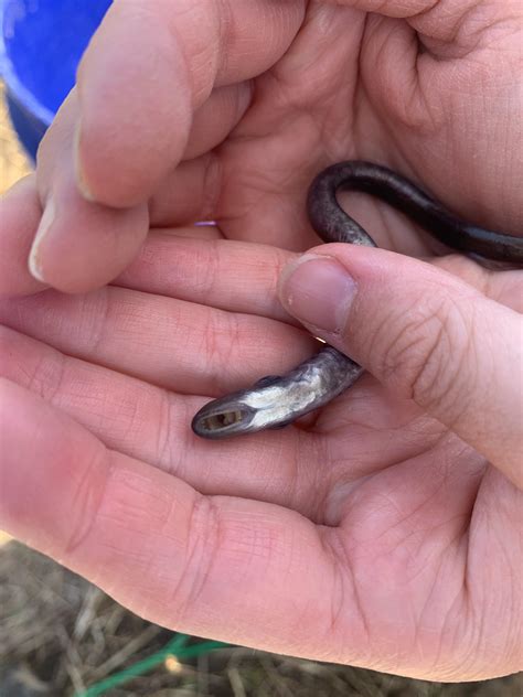Western Brook Lamprey