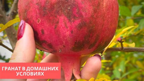 Гранат в Открытом Грунте Нюансы Выращивания - YouTube