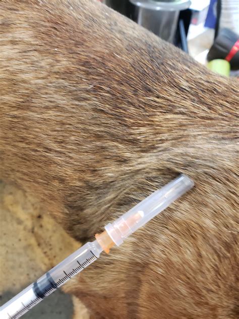Dog Injection