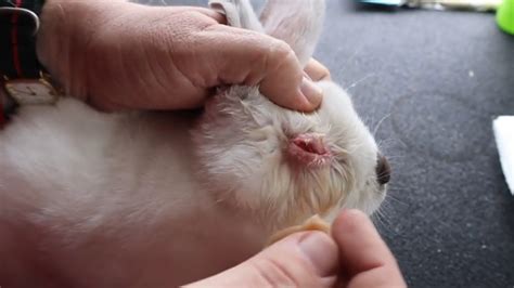 how to treat rabbit eye infection at home