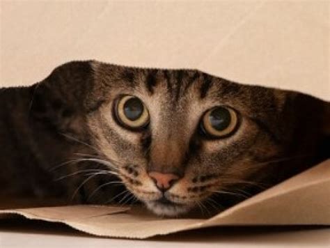 A Curiosidade Matou O Gato - A curiosidade tornou o ditado popular | ETC | OPOVO+