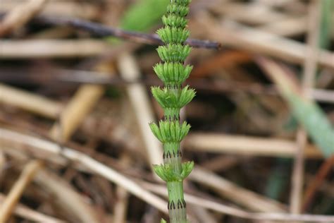 Field horsetail – Equisetum arvense - Plant & Pest Diagnostics
