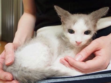 la perm kitten | Rex cat, Cat people, Laperm