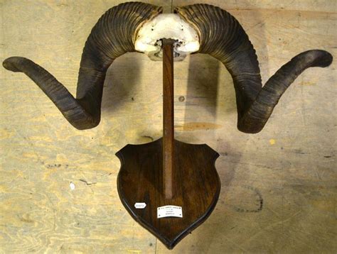Lot 1280 - Altai Argali (Ovis ammon ammon), Ahwnt,