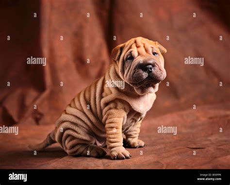 Cute sharpei puppy Stock Photo - Alamy
