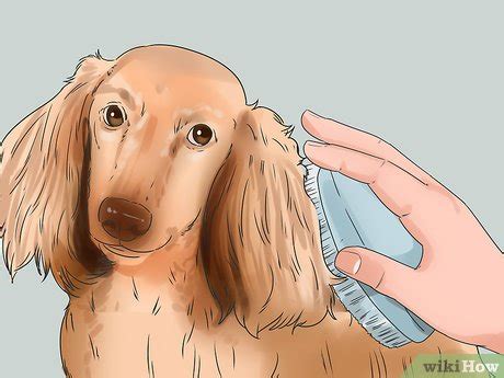 how to get rid of dander in dogs