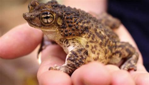 Puerto Rican Crested Toad: Saving an Endangered Species