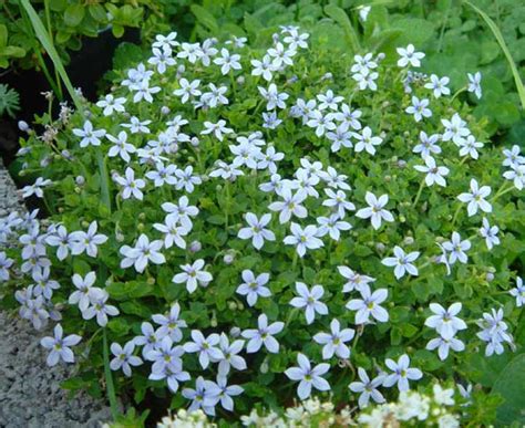 Alpine Growing Quiz including Pictures of many Different Species