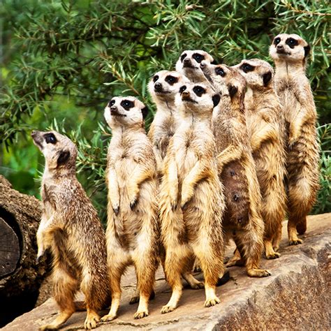Suricate | Zoologiste.com