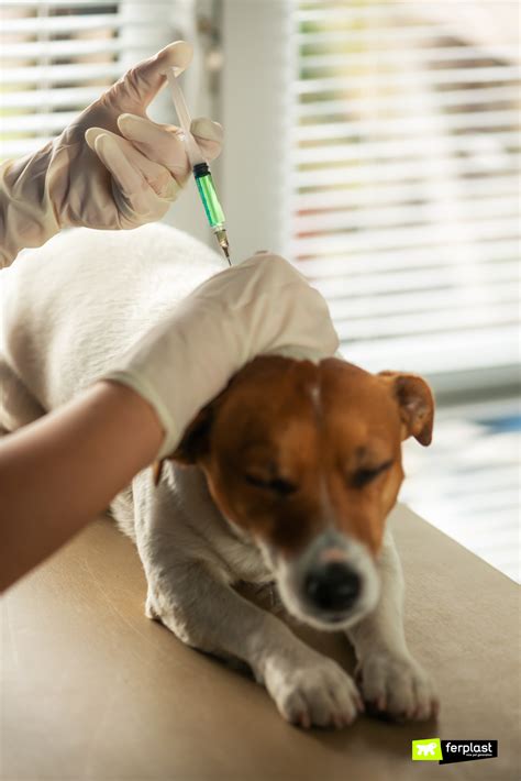 Are Dog Vaccines Required By Law