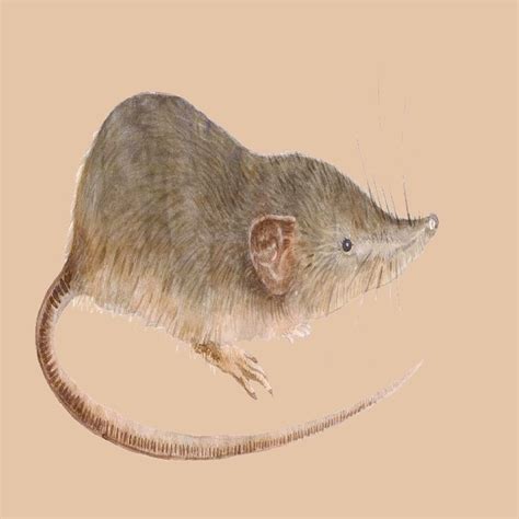 Andaman shrew or Andaman white-toothed shrew (Crocidura andamanensis ...
