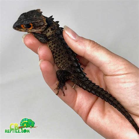 baby red eyed crocodile skink