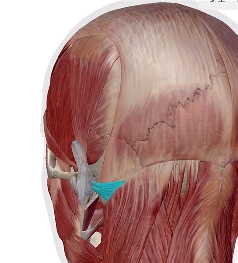 musculus auricularis posterior youtube