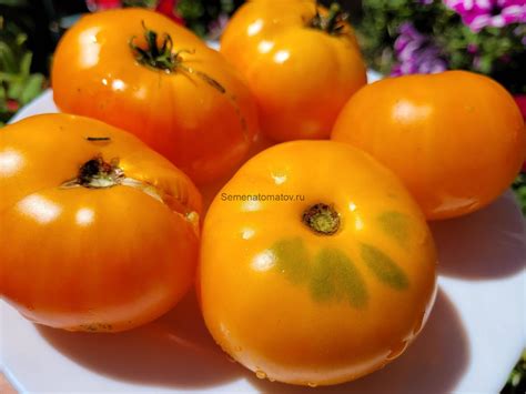 Гном Жёлтый Жасмин ( Dwarf Jasmine Yellow, США, Австралия) — Семена Томатов