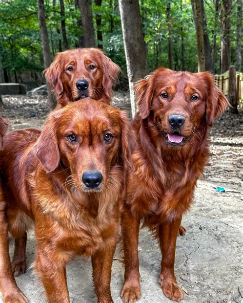 Clovers Print Goldens-Golden Retriever Puppies