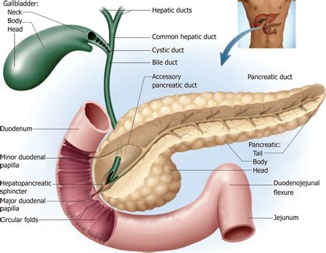 Papila Duodenal Maior E Menor - Major Duodenal Papilla : Endoscopic Papillectomy for Tumors of the ...