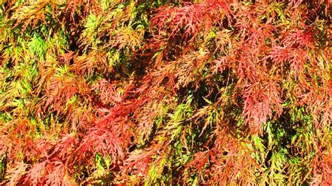 premium photo close  shot  gradient leaves