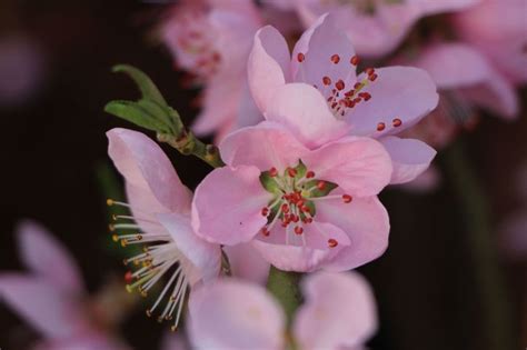 Pfirsich 'Ice Peach' ® - Prunus persica 'Ice Peach' ® - Baumschule ...