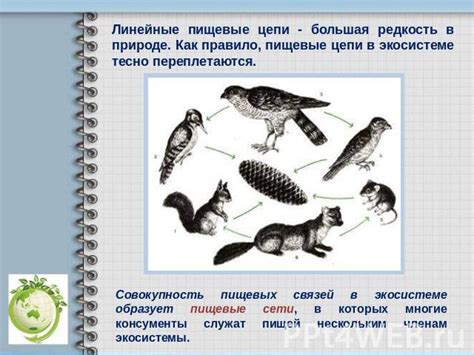 Презентация "Пищевые цепи" - скачать презентации по Экологии