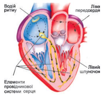 Серце, будова серця Оболонки стінки серця Рух крові через серце ...