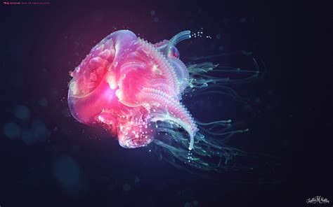 jellyfish wallpapers hd wallpapers id