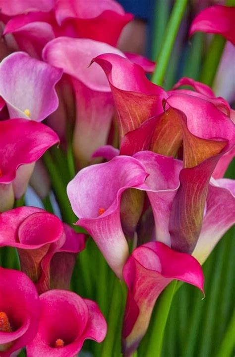 334 best images about Calla Lilies... @}>---'---,--- on Pinterest ...