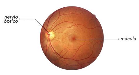 Macula