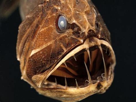 Top Ten Scariest Deep Sea Creatures - HubPages