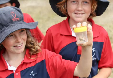 regional school students buzzing  citizen science project results