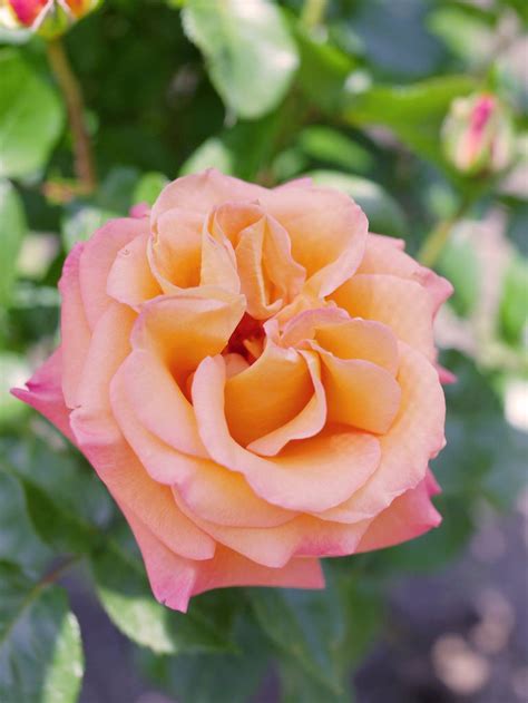 Rose, Mona Lisa, バラ, モナリザ, | Amazing flowers, Rose, Flowers
