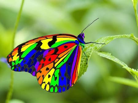 See Some Of The Most Beautiful Butterflies In the World ...
