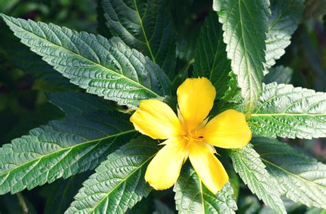 A Rejuvenating, Relaxing Aphrodisiac! Damiana Does It All