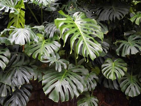 How to Grow and Care for Monstera Deliciosa