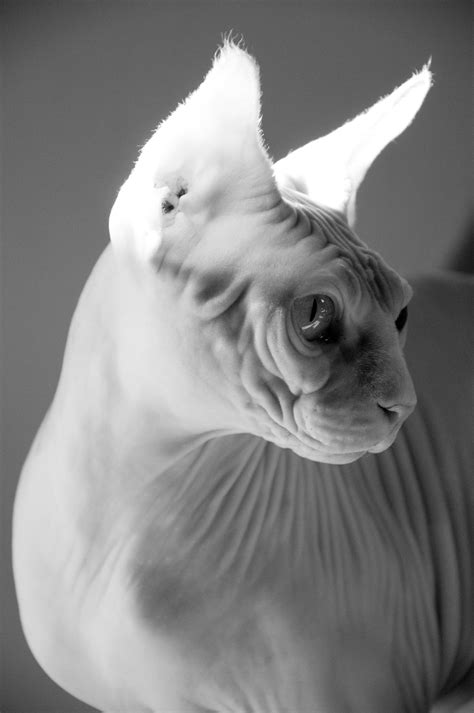 Sphynx on Behance
