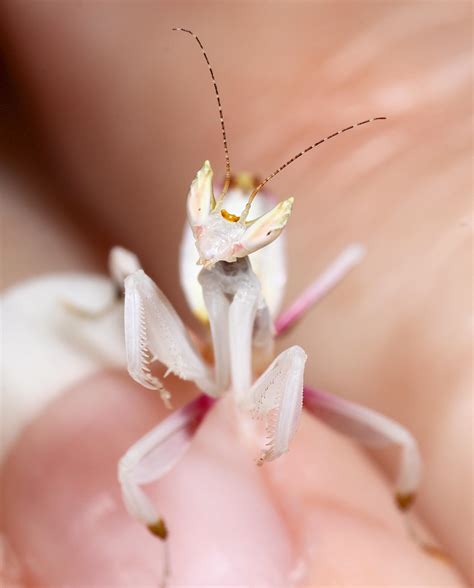 253 best Orchid Mantis images on Pholder | Nature Is Fucking Lit ...