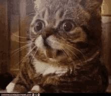 Catshock Meme - Catshock - Discover & Share GIFs