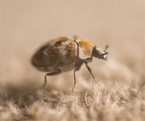 How to get rid of carpet beetles: advice from pest experts | Homes and