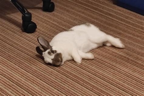Bunny Ellie ^^ by Yuninka2 on DeviantArt