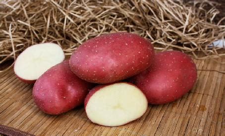 Картофель Маяк – купить в питомнике Дирижер Сада