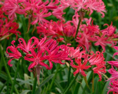 Nerine elegance 'Pearls of Cherry'® Bulbs — Buy red-rose guernsey