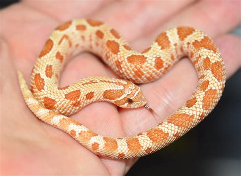 Маисовый питон - 62 фото