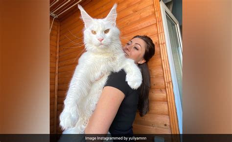 Russian Cat As Tall As 4-Year-Old Child Stuns Internet