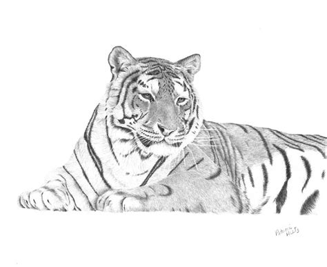 Siberian Tiger Drawing at PaintingValley.com | Explore collection of ...