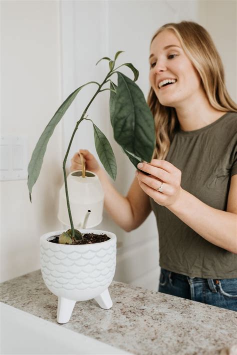 Avocado Plant Care Indoor