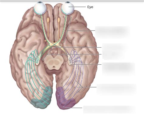 Optic nerve Diagram | Quizlet