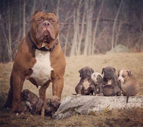 Tổng hợp hình ảnh chó Pitbull đẹp nhất - Ảnh đẹp về chó