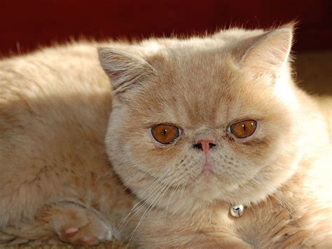 Free Images : kitten, fauna, close up, pets, nose, whiskers, furry ...